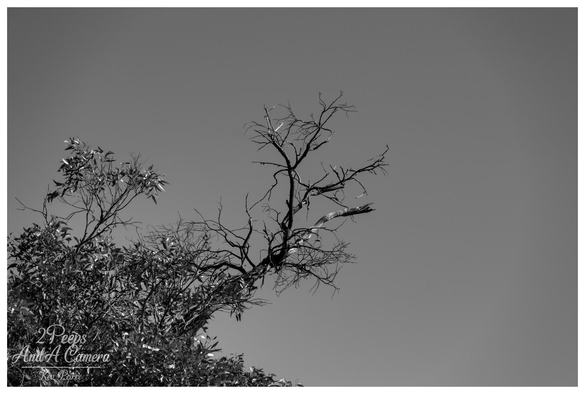 A black and white photograph showing a close up of tree branches against a bright, clear sky.

In the lower left, a dense cluster of branches with leaves contrasts with a bare, gnarled, and dead branch reaching out horizontally towards the centre.