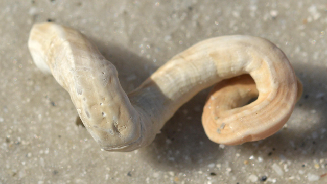 A photo of a Florida worm snail shell on the sand of a beach.
