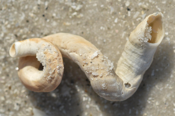 A photo of a Florida worm snail shell on the sand of a beach.