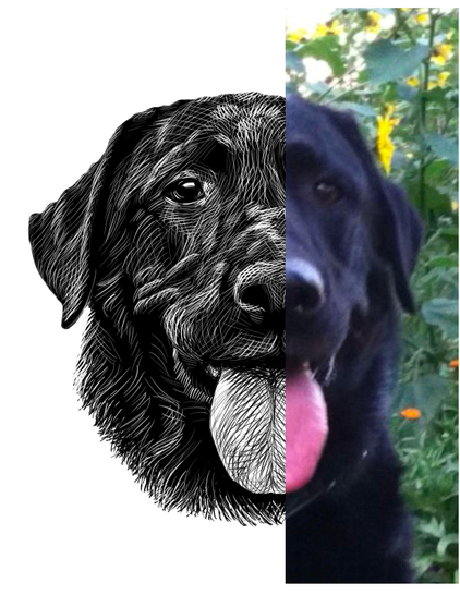 Black and white drawing of a black labrador named Cheyenne, with the right half of the image being the reference.