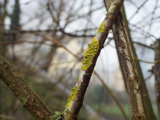 Lychen on a stick