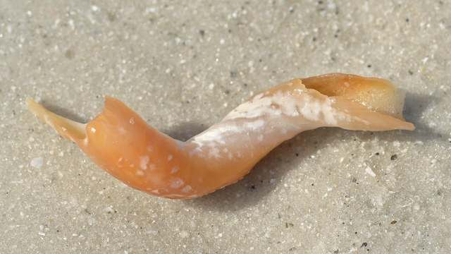 A photo of a broken fargo worm snail on the sand of a beach.