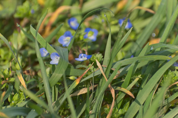 Nature, flowers, grass, drops, color, photo
