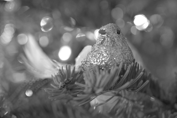 Christmas lights, closeup, black and white, photo