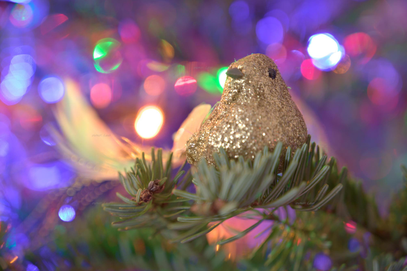 Christmas lights, closeup, color, photo