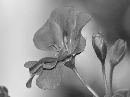 Flowers, closeup, black and white, photo