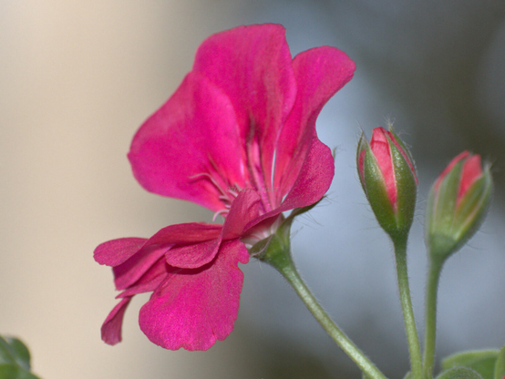 Flowers, closeup, color, photo