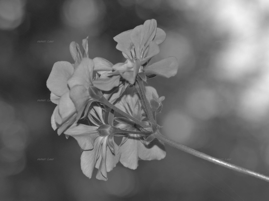 Flowers, closeup, black and white, photo