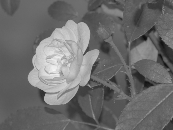 Rose, closeup, black and white, photo