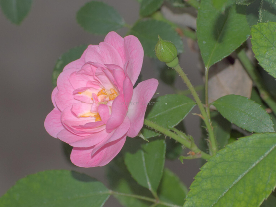 Rose, closeup, color, photo