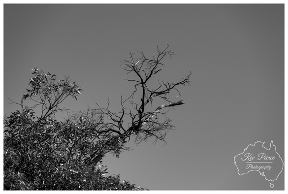 A black and white photograph showing a close up of tree branches against a bright, clear sky.  In the lower left, a dense cluster of branches with leaves contrasts with a bare, gnarled, and dead branch reaching out horizontally towards the centre.