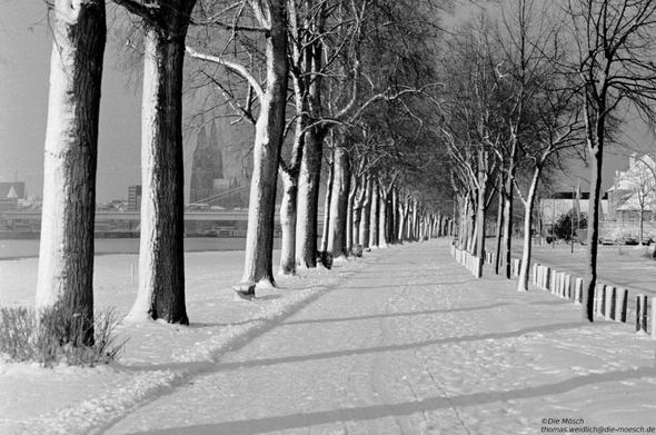 black-white picture, trees, snow