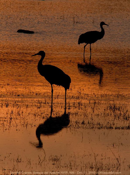 Two large birds with long legs and long necks and bills stand in a shallow pond stained in oranges by the dying light. They are silhouetted against the pond and their shadows are also evident. The pond has the tops of grasses poking through.
©BosqueBill.com