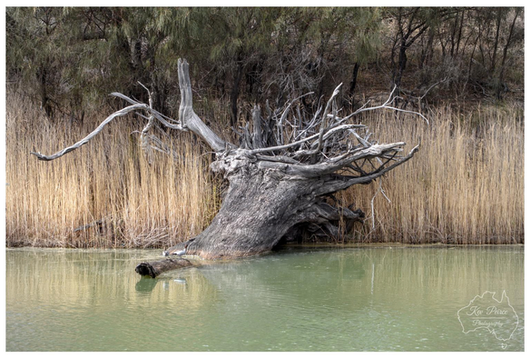 Landscape photograph featuring a large, gnarled piece of driftwood or snags resting in the calm, greenish water of the Mildura River.

The dark, bleached wood dominates the center of the frame against a dense background of light brown reeds and darker trees behind them. A smaller log is visible in the water in the foreground.
