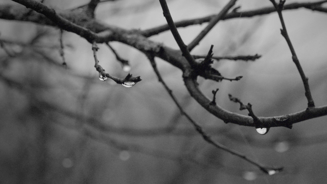 Das Schwarz-Weiß-Foto zeigt einen kahlen Ast mit Regentropfen. Die Tropfen hängen an den Zweigen und spiegeln die Umgebung wider. Der Hintergrund ist unscharf, was den Fokus auf den Ast lenkt. Die Aufnahme hat eine hohe Tiefenschärfe und betont die Textur des Holzes. Die Stimmung ist ruhig und melancholisch.