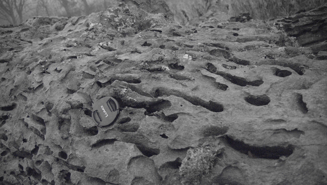 Das Bild zeigt eine raue, unebene Oberfläche eines Eichenstammes. Dieser ist schon stark verwittert. Es sind Gänge zu sehen, die in den Stamm führen und einen Durchmesser von wenigen Zentimetern. Das sind die Larvengänge des Hirschkäfers. Ein Objektivdeckel liegt auf der Oberfläche, um die Größe der Gänge zu verdeutlichen.