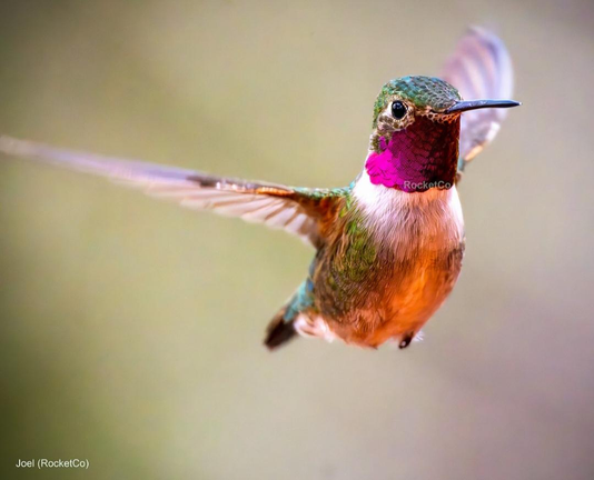 Colibri pris par RocketCo
Hummingbird take by RocketCo