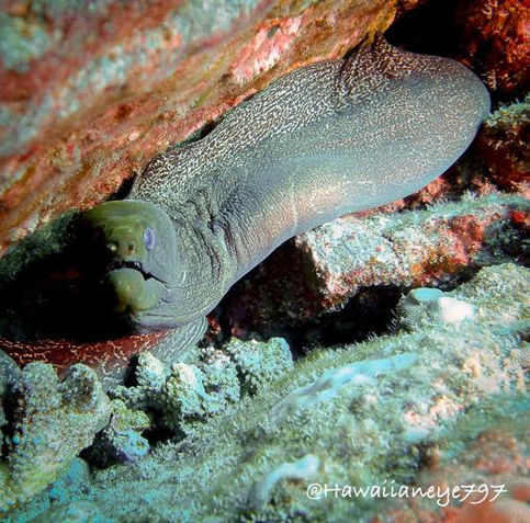 A large moray eel moves along a rock wall at an underwater reef. Its mouth is closed and its head is shaded green. Its thick body has pale undertones and is mottled with fine salt and pepper markings. 
