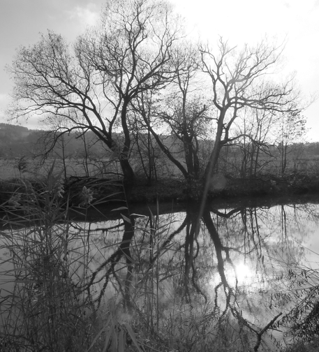 Zwei alte Bäume im Winter, die sich im Fluss spiegeln.