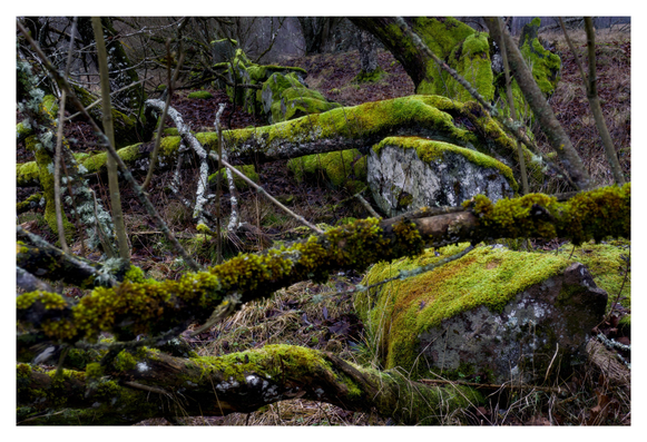 En liggande bild på nedfallna träd över en övergiven stenmur. Lysande grön mossa på allt.