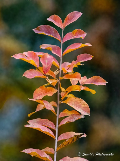 "A slender plant stem rises diagonally across the frame, adorned with a delicate procession of leaves arranged in alternating fashion. Each leaf is a small flame of color—starting at the top with deep pinks and crimson reds, then gradually shifting through fiery oranges to golden yellows near the base. The leaves are thin and slightly translucent, catching the light like stained glass. Their edges are smooth, their shapes gently elongated, and they seem to glow with the quiet intensity of autumn’s farewell.

Behind this vibrant stem, the background dissolves into a soft blur of greens, blues, and warm oranges—like a watercolor wash that hints at distant foliage and fading light. The contrast between the sharp, vivid leaves and the dreamy backdrop makes the plant appear almost suspended in time, a solitary witness to the season’s turning. In the bottom right corner, the name “© Swede’s Photographs” is subtly inscribed, anchoring the image in authorship without disturbing its serenity." - Microsoft Copilot
