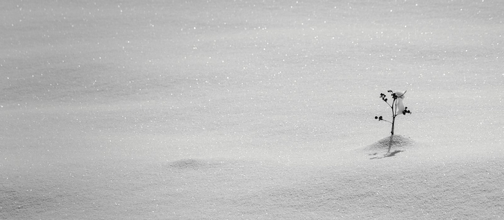 Photo format paysage en noir et blanc, de la neige immaculée partout, brillante, sauf à droite, une brindille qui dépasse de la neige
