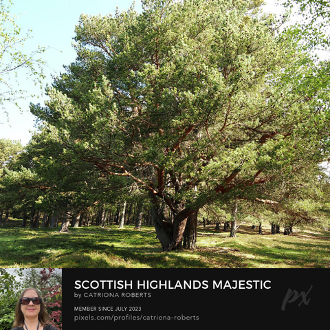 Coloured photograph featuring the design- 

Scottish Highlands Majestic Pine.

I took this photo during a summer nature walk through the Scottish Highlands. 

Features a large pine tree spreading its branches wide under the sun. 

The surrounding Pine forest is lush with smaller trees and green grass, creating a serene atmosphere. 

Click links on the main post for options.

