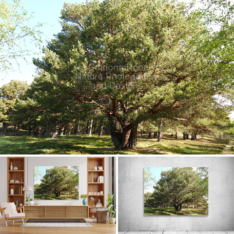 Above coloured photograph featuring the design- 

Scottish Highlands Majestic Pine. 

Lower left design on a Canvas Print on a wall above a living room unit.

Lower right design on a Canvas Print on an exhibition wall. 

I took this photo during a summer nature walk through the Scottish Highlands. 

Features a large pine tree spreading its branches wide under the sun. 

The surrounding Pine forest is lush with smaller trees and green grass, creating a serene atmosphere. 

Mockups  combined in a grid format in canva.com

Click links on the main post for options.
