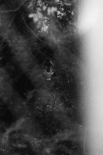 A dark, grainy black-and-white photograph of a deer standing partially hidden in dense forest shadows. Only the outline of antlers, face, and faint highlights of the eyes are visible, blending into branches and foliage. A bright vertical light leak appears along the right edge of the frame, emphasizing the contrast between concealment and exposure