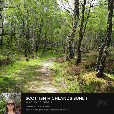 Coloured photograph featuring the design-

Scottish Highlands Sunlit Forest Trail.


I took this photo during a lovely sprint nature walk through the Scottish Highlands.

Features a serene pathway winding through a lush green forest, with sunlight filtering through the canopy. 

Birch trees stand tall, casting gentle shadows on the ground. 

Click links on the main post for options.
