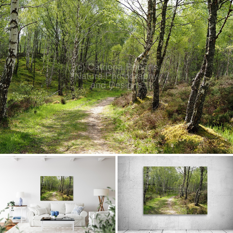 Above coloured photograph featuring the design-

Scottish Highlands Sunlit Forest Trail.

Lower left design on a Canvas Print on a wall above a couch. 

Lower right design on a Canvas Print on an exhibition wall.

I took this photo during a lovely sprint nature walk through the Scottish Highlands.

Features a serene pathway winding through a lush green forest, with sunlight filtering through the canopy. 

Birch trees stand tall, casting gentle shadows on the ground. 

Mockups  combined in a grid format in canva.com

Click links on the main post for options.


