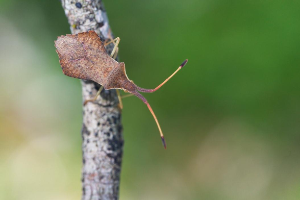 Punaise au corps beige en forme de violoncelle, elle est posée sur une branchette à l'écorce grise. Le fond de l'environnement flouté est un mélange de vert, beige, marron, jaune avec un peu de rouge.