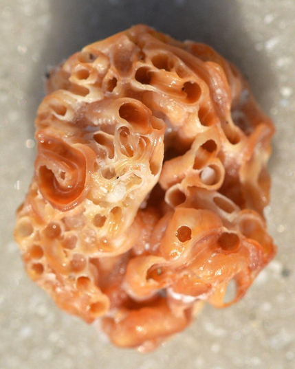 A photo of a worn orange variable wormsnail shell on the sand of a beach.