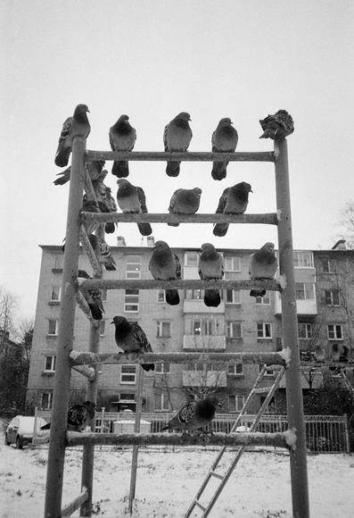 In this black-and-white photograph, pigeons perch in rows on a playground structure, resembling an abacus. A multi-story building is visible in the background.