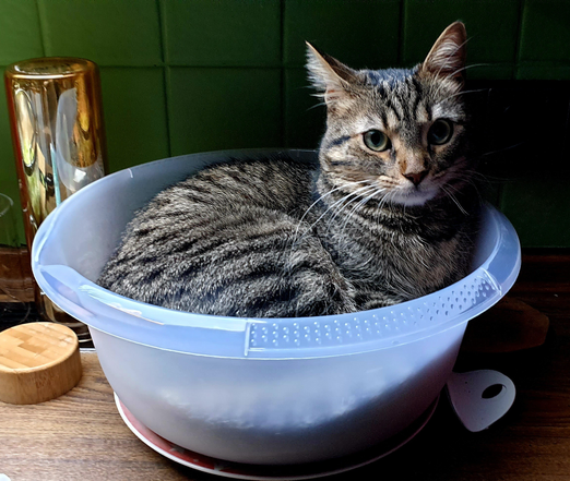 Eine grau getigerte Katze liegt in einer weißen, durchsichtigen Spülschüssel auf einer anrichte in holzoptik. Umter der spülschüssel steht ein Teller. Im Hintergrund grün gestrichene Fliesen, eine trinkflasche mit bambusdeckel und ein Kochlöffel.
Die Katze schaut betont unschuldig am Betrachter vorbei ins Leere.