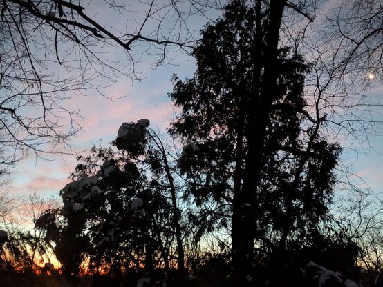 Photo of the dark silhouettes of two evergreen trees. The branches of tree on the left are bent under the weight of frozen clumps of snow. Near the bottom left, the horizon is glowing pink and orange. In the upper right of the scene, the crescent moon shines through bare tree branches. The sky is light blue with scattered clouds tinted pink in the early morning light.