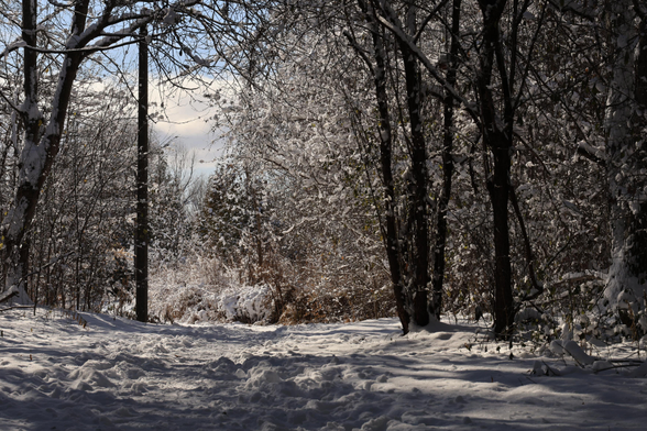 This is a landscape format photo of a winter scene taken on an accessible hiking trail after a recent snowfall. The trail is about eight feet wide with trees on both sides. It was taken on a bright day, so shadows can be seen on the snow, which covers the ground. Many of the tree branches are coated with snow, as a freeze occurred after the snowfall of wet snow. Tracks from people walking are visible in this relatively flat section of the trail. This photo definitely has a winter feel to it.