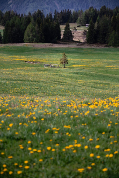 A meadow in the alps with mountains in the background. In the middle of the meadow a small lonely tree. Around it the meadow is shining in bright green and yellow due to all the yellow flowers growing