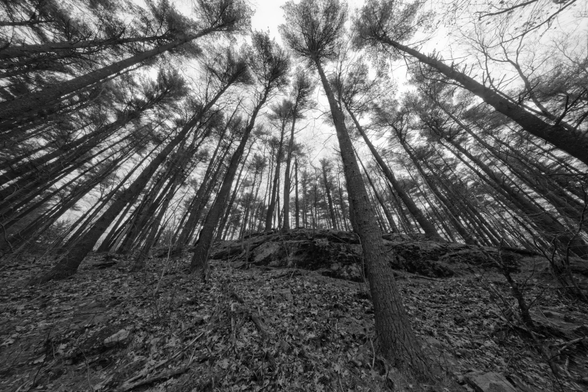 Looking up at tall evergreen trees with truffula tops surrounding a rock outcropping