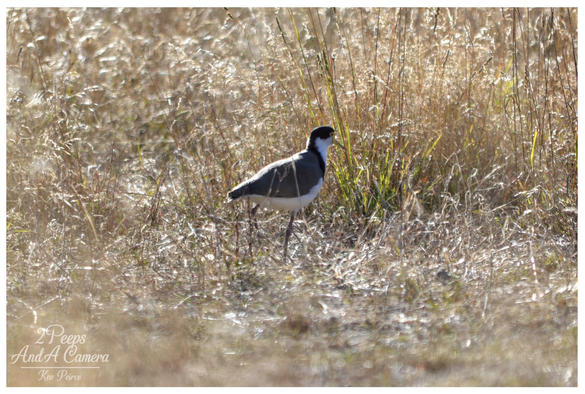 A Masked Lapwing, a bird with a black cap, white chest, and grey back, stands in sun drenched, tall, dry brown and golden grass.

The bird is walking to the left, slightly backlit, making its silhouette stand out against the shimmering field.