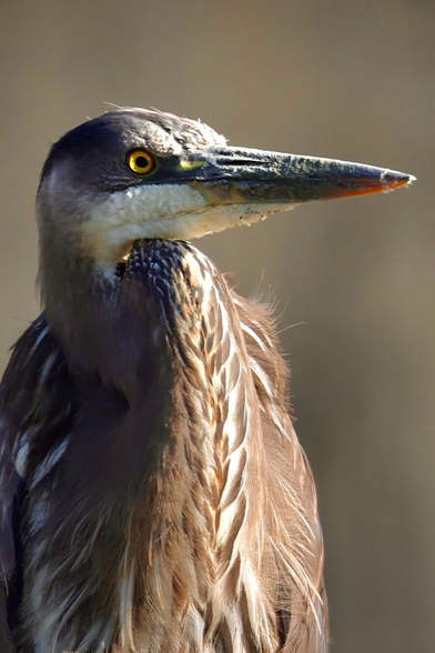 very close on a Great Blue Heron highlighting the delicate texture and feather patterns on its face and neck.