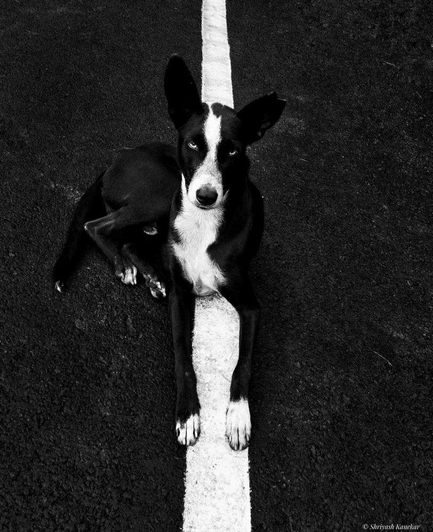 This is a black and white photograph of a street dog lying on a white road line.