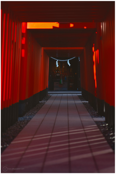 A line of red torii gates at the recently renovated shrine at Anamori inari, Ota-ku, Tokyo. We're looking down the main line of torii that heads towards the rear of the main shrine building. Late afternoon sunshine streaks in from the right. The crisp white of the paper zig-zags or Shide (紙垂) pulls the eye to the rear of the arches. The shide demarcate the holiest spaces. 