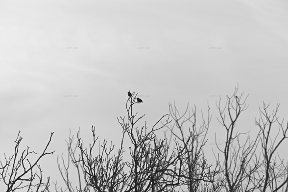Birds, trees, monochrome, photo