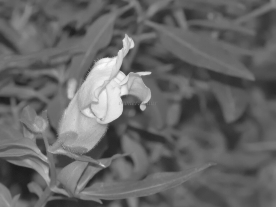 Flower, closeup, black and white, photo