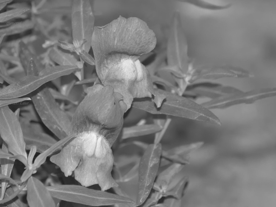 Flowers, closeup, black and white, photo