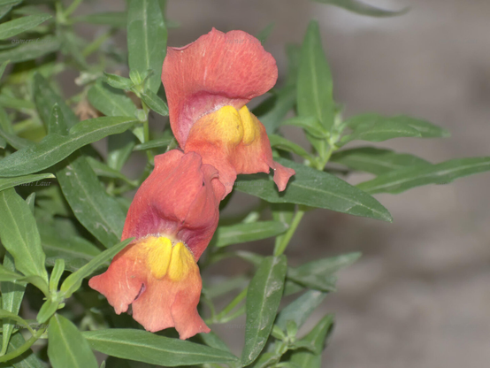 Flowers, closeup, color, photo