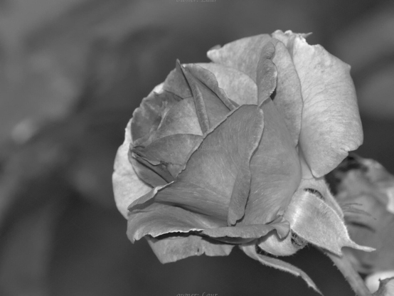 Rose, closeup, black and white, photo