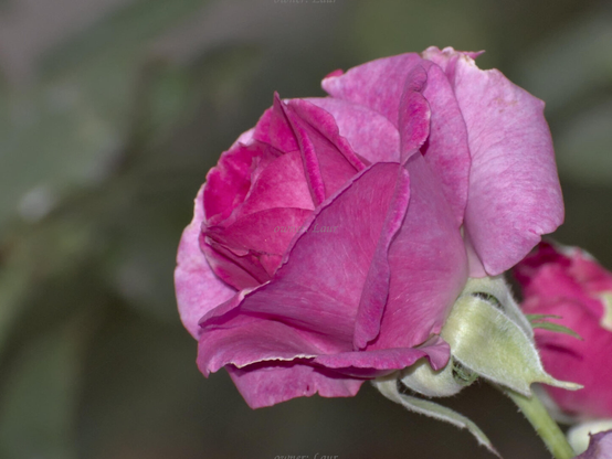 Rose, closeup, color, photo