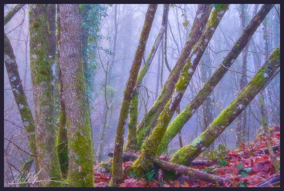 A stool of coppiced tree trunks in a misty woodland setting